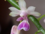 Autres Aeridinae : Aerides, Chiloschista, Gastrochilus, Haraella, Holcoglossum, Pteroceras, Renanthera, Sarcochilus, Sedirea, Staurochilus etc. 246-76