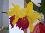 Questions sur les serres, orchidariums, supports de culture divers 27-68