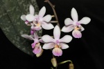 Bulbophyllum (alliés) : Monomeria, Trias etc. 283-63