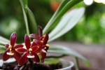 Culture des autres genres (dont Coelogyne, Cymbidium, Bulbophyllum) 285-15