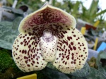 Paphiopedilum botaniques 3-99