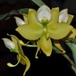 Catasetum, Clowesia, Cycnoches, Cyrtopodium, Dressleria, Galeandra, Grobya, Mormodes (et Catasetum Group) 315-94