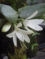 Angraecum, Aerangis et autres Angraecinae / Aerangidinae 32-1