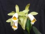 Cattleya, Laelia, Guarianthe : Botaniques et Hybrides Primaires 326-6