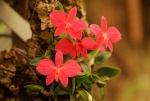 Vanda (dont les ex-Neofinetia et Ascocentrum), Rhynchostylis 33-72