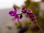 Questions sur les serres, orchidariums, supports de culture divers 331-99