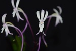 Cattleya, Laelia, Guarianthe : Botaniques et Hybrides Primaires 337-78