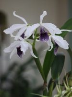 Cattleya, Laelia, Guarianthe : Botaniques et Hybrides Primaires 34-21