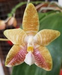 Dendrobium 378-81