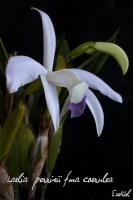 Les orchidées terrestres in situ 38-67