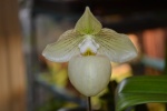 Pollinisation des Orchidées 381-10