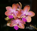 Bulbophyllum (alliés) : Monomeria, Trias etc. 385-54