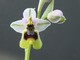 Orchidées terrestres d'Amérique (hors Phragmi et Mexipedium) 432-34