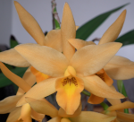 Cattleya, Laelia, Guarianthe : Botaniques et Hybrides Primaires 45-1