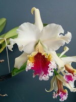 Cattleya, Laelia, Guarianthe : Botaniques et Hybrides Primaires 452-51