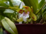 Identifier votre orchidée 468-71