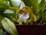 Odontoglossum, Oncidium, Miltonia, Brassia, Cyrtochilum, Gomesa, Psychopsis, Trichocentrum, Trichopilia et autres Oncidiinae 468-71