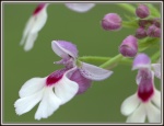 Orchidées terrestres d'Amérique (hors Phragmi et Mexipedium) 469-46