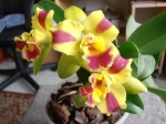 Identifier votre orchidée 470-26