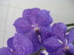 Culture des Vanda, Renanthera, Rhynchostylis, Holcoglossum et alliés 494-15