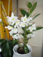 Culture des autres genres (dont Coelogyne, Cymbidium, Bulbophyllum) 501-91