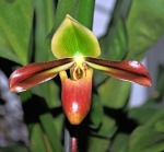 Paphiopedilum botaniques 503-33