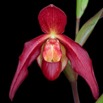 Orchidées terrestres d'Afrique 509-54
