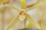 Coelogyne (alliés) : Chelonistele, Dendrochilum, Dickasonia, Otochilus, Pholidota 52-15