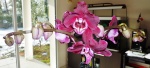 Dendrobium 520-89