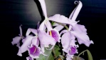 Livres et Articles sur les orchidées 530-25