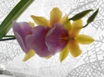 Identifier votre orchidée 536-95