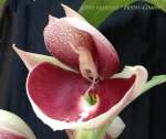 Catasetum Group 54-93