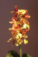 Orchidées terrestres d'Europe 541-8