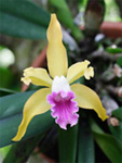 Culture des Cattleya, Laelia et autres Laeliinae 561-73