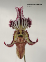 Paphiopedilum hybrides 574-52