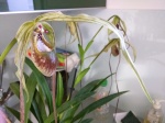 Culture des Paphiopedilum, Phragmipedium, Mexipedium 612-81