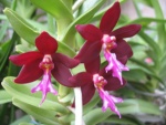 Cattleya, Laelia, Guarianthe : Botaniques et Hybrides Primaires 620-83