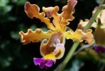 Reportages (TV, Web) sur les orchidées 626-21