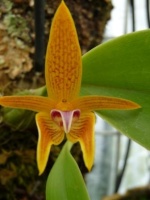 Les orchidées in situ (hors terrestres) 628-70