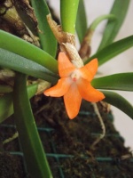 Dendrobium 634-73