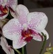 Dendrobium 657-73