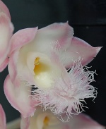 Pleione 66-84