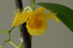 Dendrobium 665-34