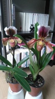 Culture des Paphiopedilum, Phragmipedium, Mexipedium 675-42