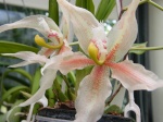 Identifier votre orchidée 70-83