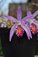 Cattleya, Laelia, Guarianthe : Botaniques et Hybrides Primaires 72-8