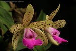 Autres Aeridinae : Aerides, Chiloschista, Gastrochilus, Haraella, Holcoglossum, Pteroceras, Renanthera, Sarcochilus, Sedirea, Staurochilus etc. 728-69