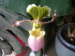 Masdevallia 814-31