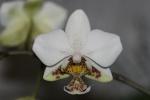 Sites orchidophiles d'intérêt 86-99