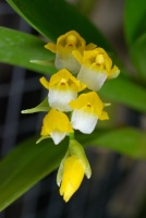 Paphiopedilum botaniques 93-28